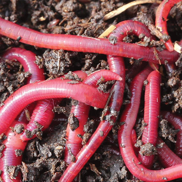 Pure Red Worms – Vale Royal Angling Centre